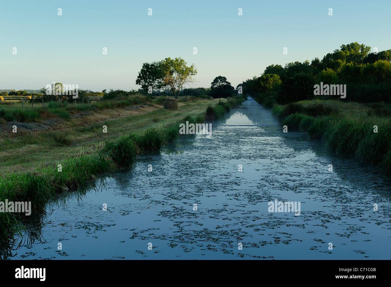 Sümpfen in der Nähe von Mortagne Sur Gironde, Gironde-Mündung südlich von Charente Maritime Abteilung, Frankreich Stockfoto