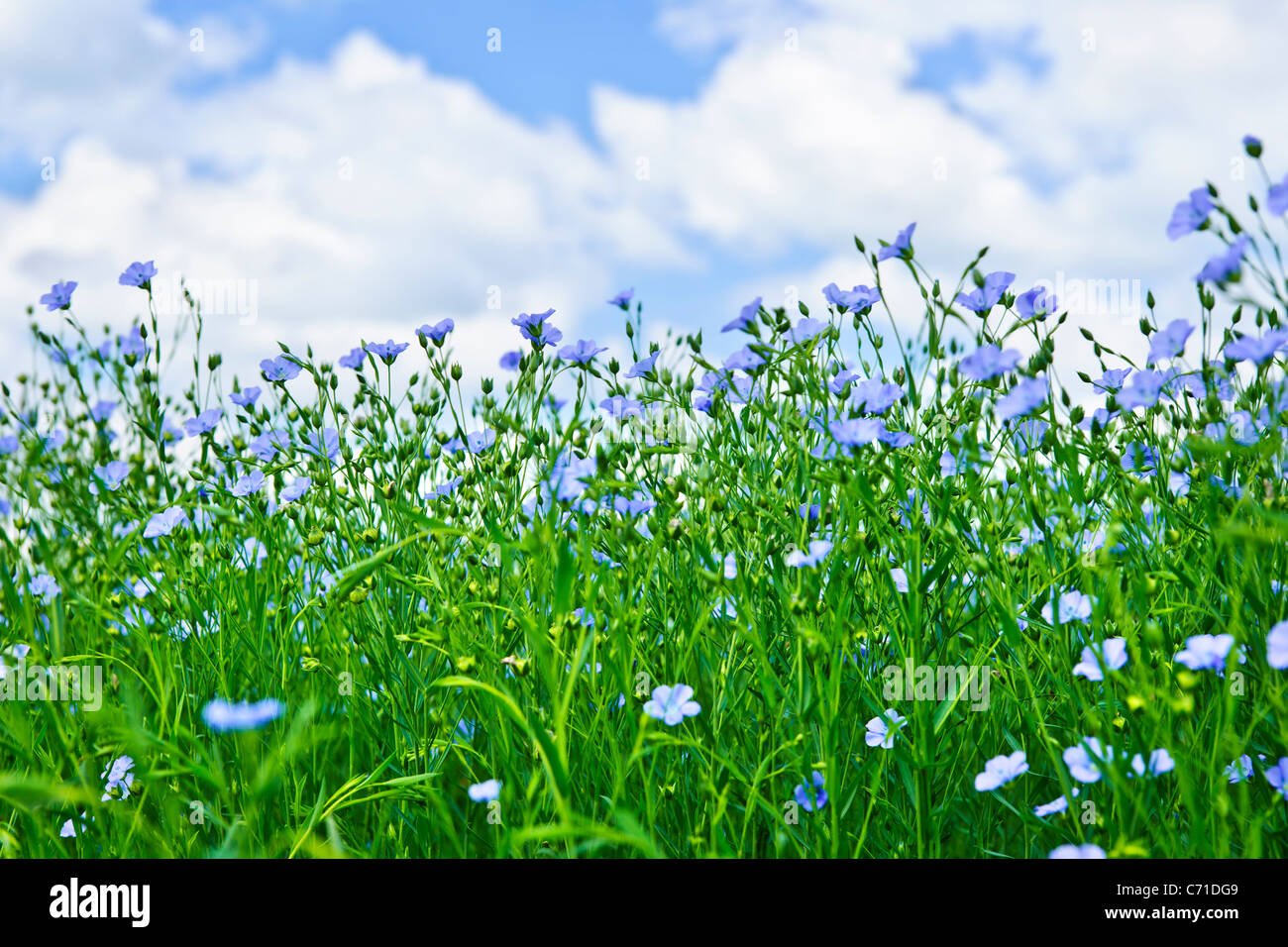 Bereich der vielen blühenden Flachs Pflanzen mit blauem Himmel Stockfoto