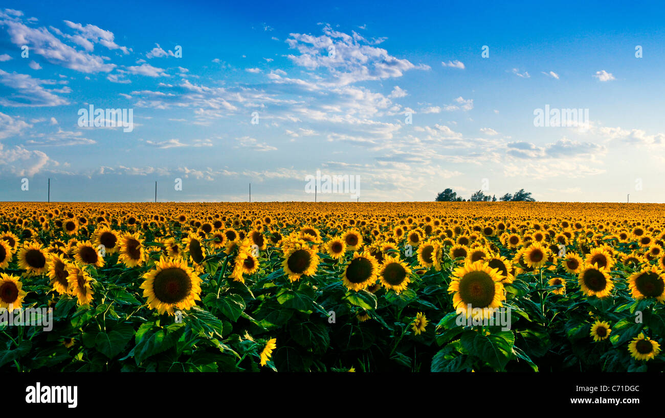 Sonnenblumen entlang den östlichen Ebenen von Colorado Stockfoto