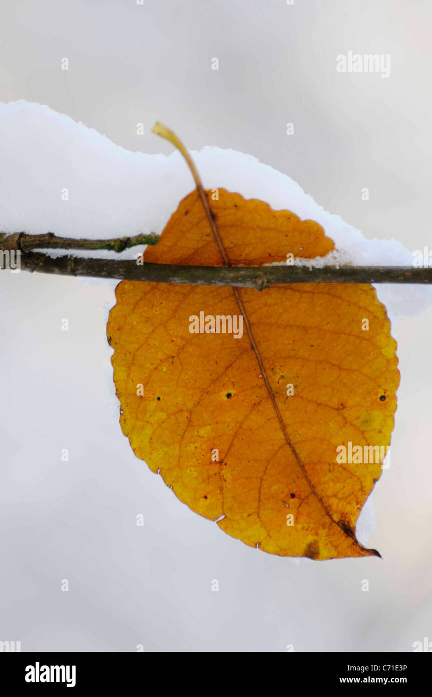 Herbst Blatt gefangen auf Ast im Schnee. Stockfoto