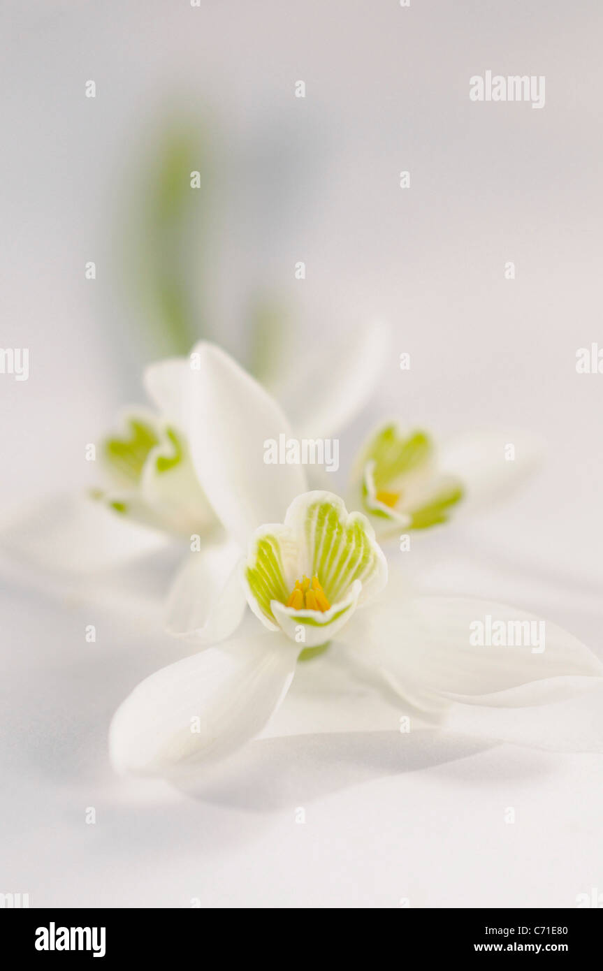 Galanthus Nivalis Schneeglöckchen Blüten vor einem weißen Hintergrund. Stockfoto