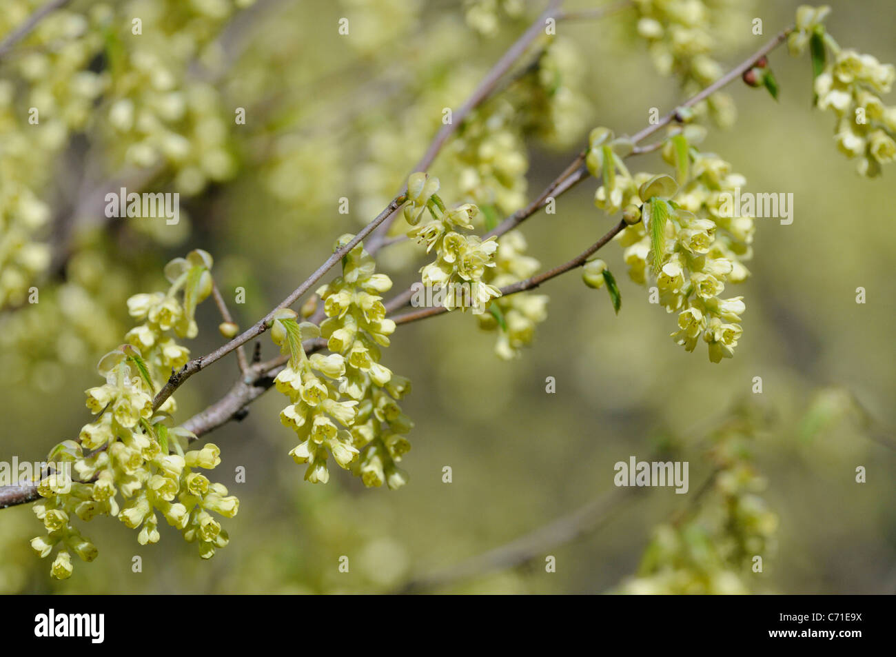 Corylopsis Winter Hazel gelbe Creme Blüten am Strauch. Stockfoto