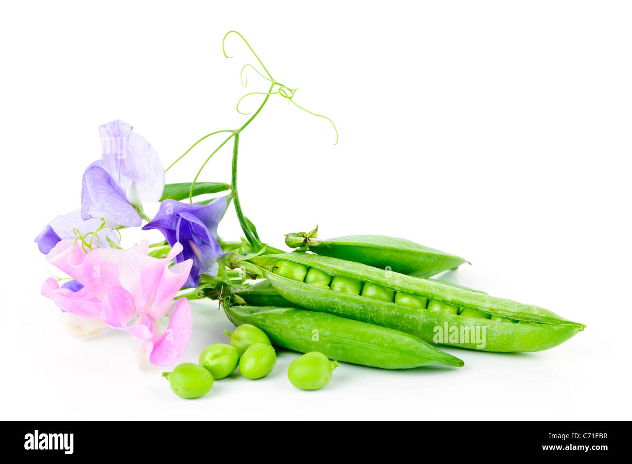Erbsen in Hülsen mit Sweet Pea Blumen isoliert auf weißem Hintergrund Stockfoto