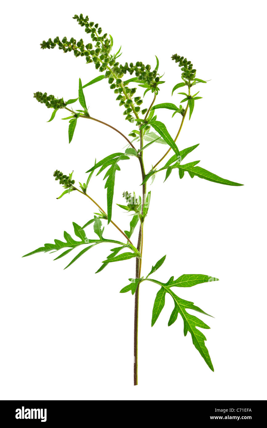 Ambrosia-Pflanze in Allergiesaison isoliert auf weißem Hintergrund, gemeinsame allergen Stockfoto