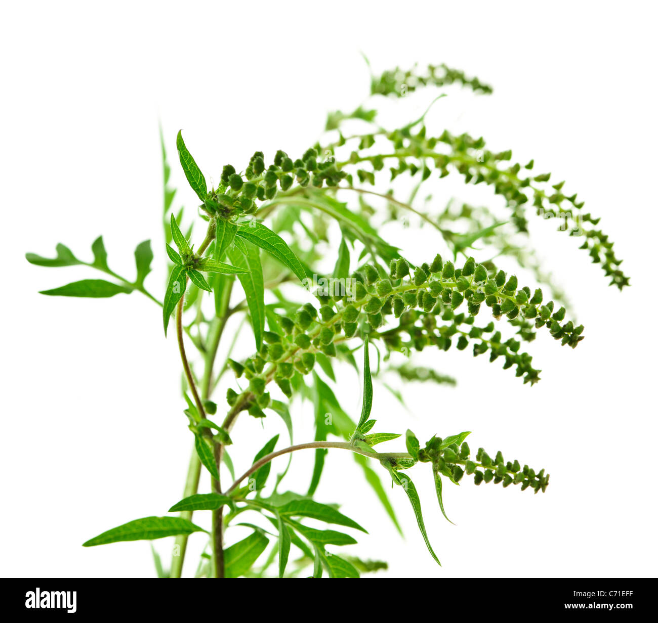 Ambrosia-Pflanze in Allergiesaison isoliert auf weißem Hintergrund, gemeinsame allergen Stockfoto
