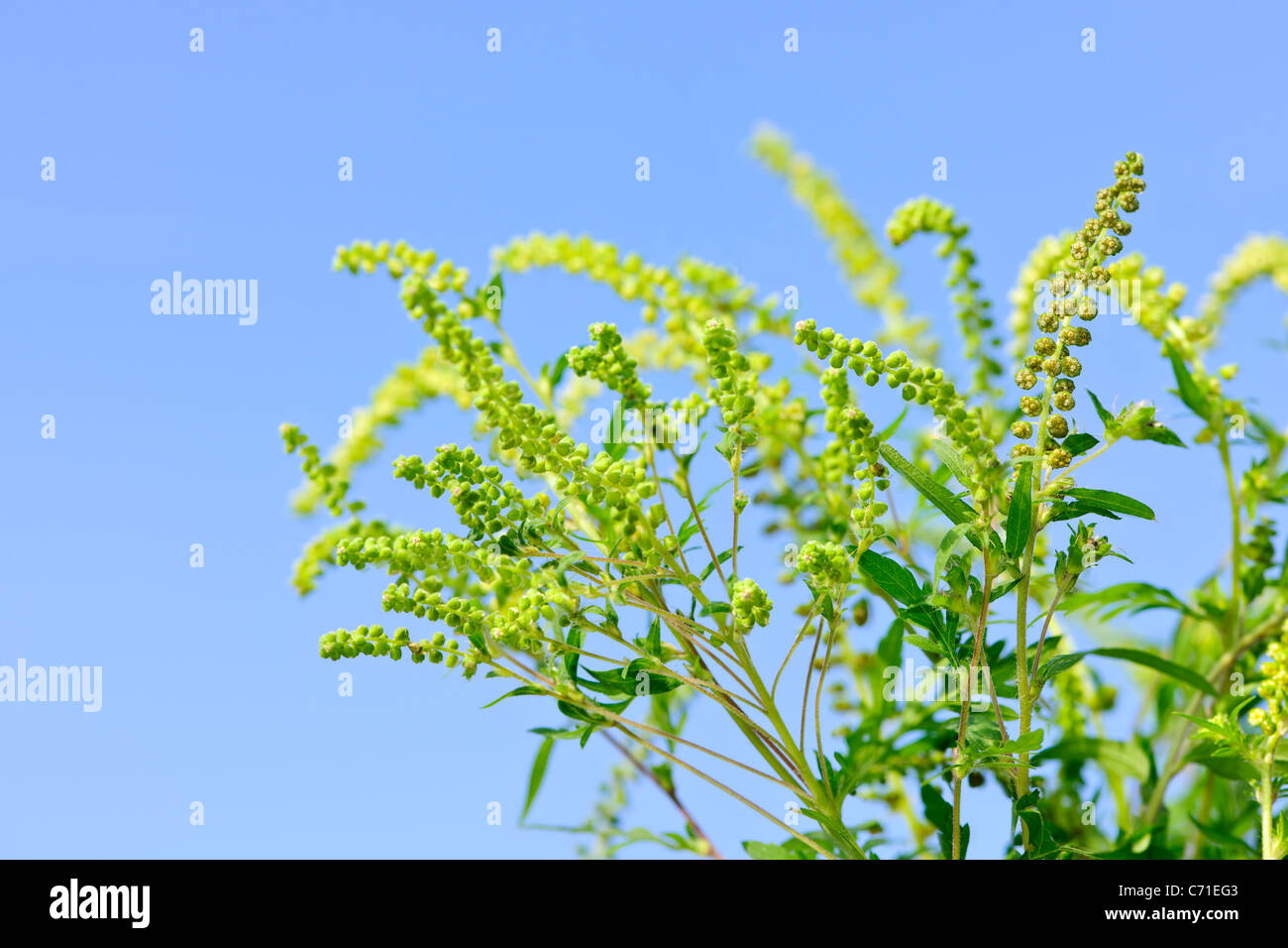 Blühende Ambrosia-Pflanze in Nahaufnahme gegen blauen ...