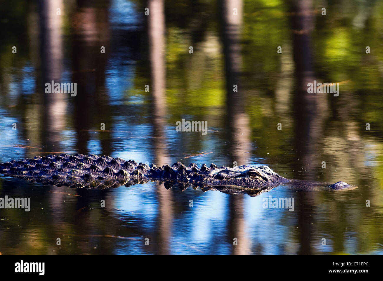 Ein amerikanischer Alligator ist teilweise eingetaucht in einer Lagune auf Hilton Head Island, South Carolina. Stockfoto