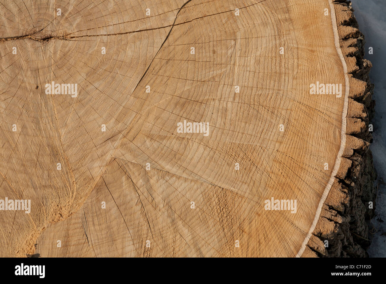 Baum Ringe in einer Esche stumpf. Die Jahrringe von einer kürzlich gefällten Esche reduzieren Sie durch ein Befall von Smaragd Asche Bohrer. Stockfoto