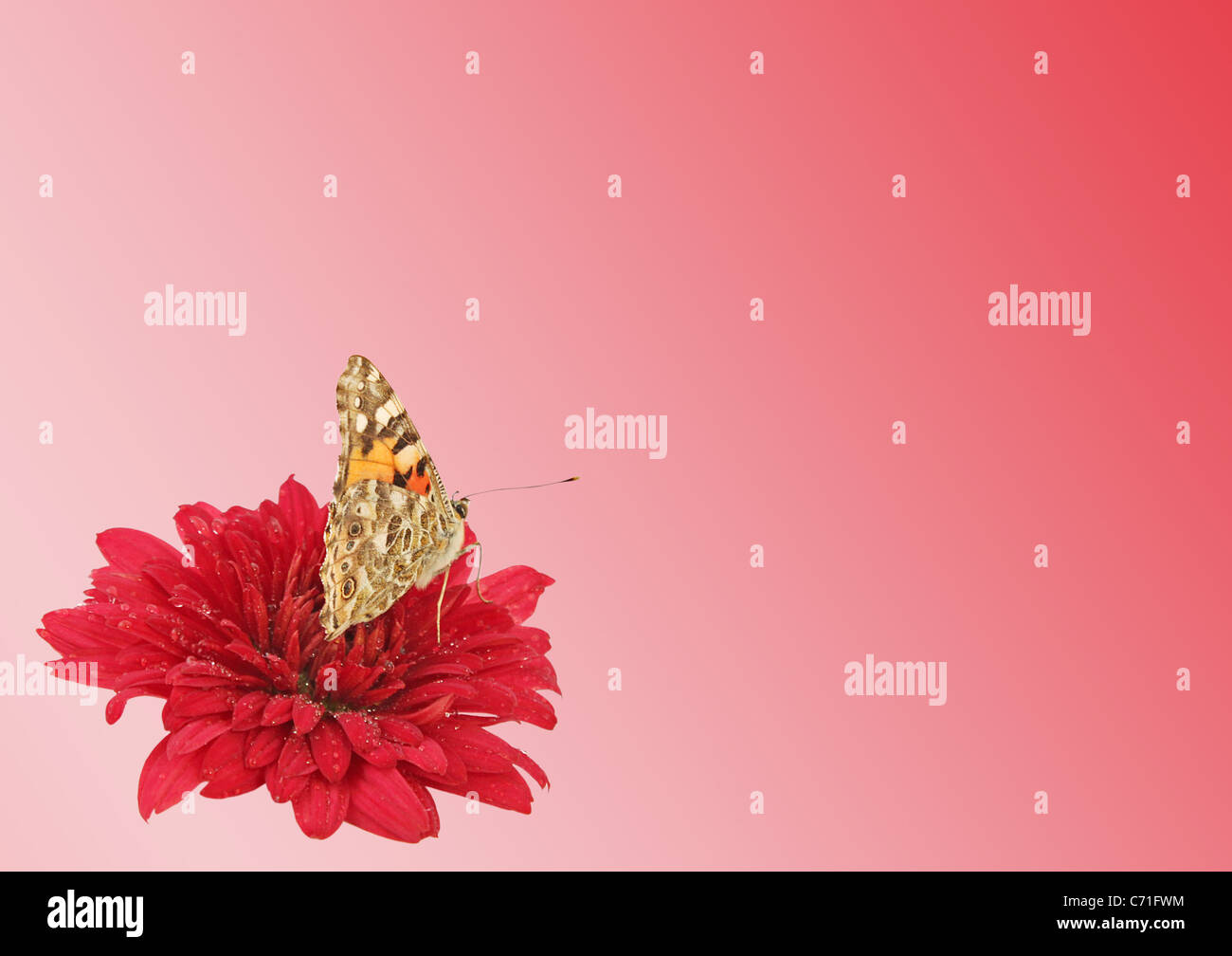 Zusammenfassung Hintergrund mit Schmetterling auf Blume Stockfoto