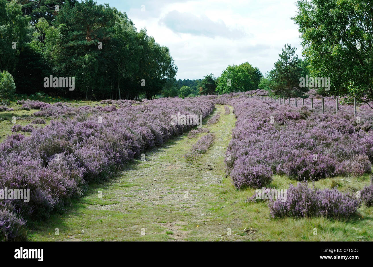 Woodland Pfad oder Maultierweg schneiden durch eine Heidelandschaft mit Heidekraut in voller lila Blüten. Stockfoto