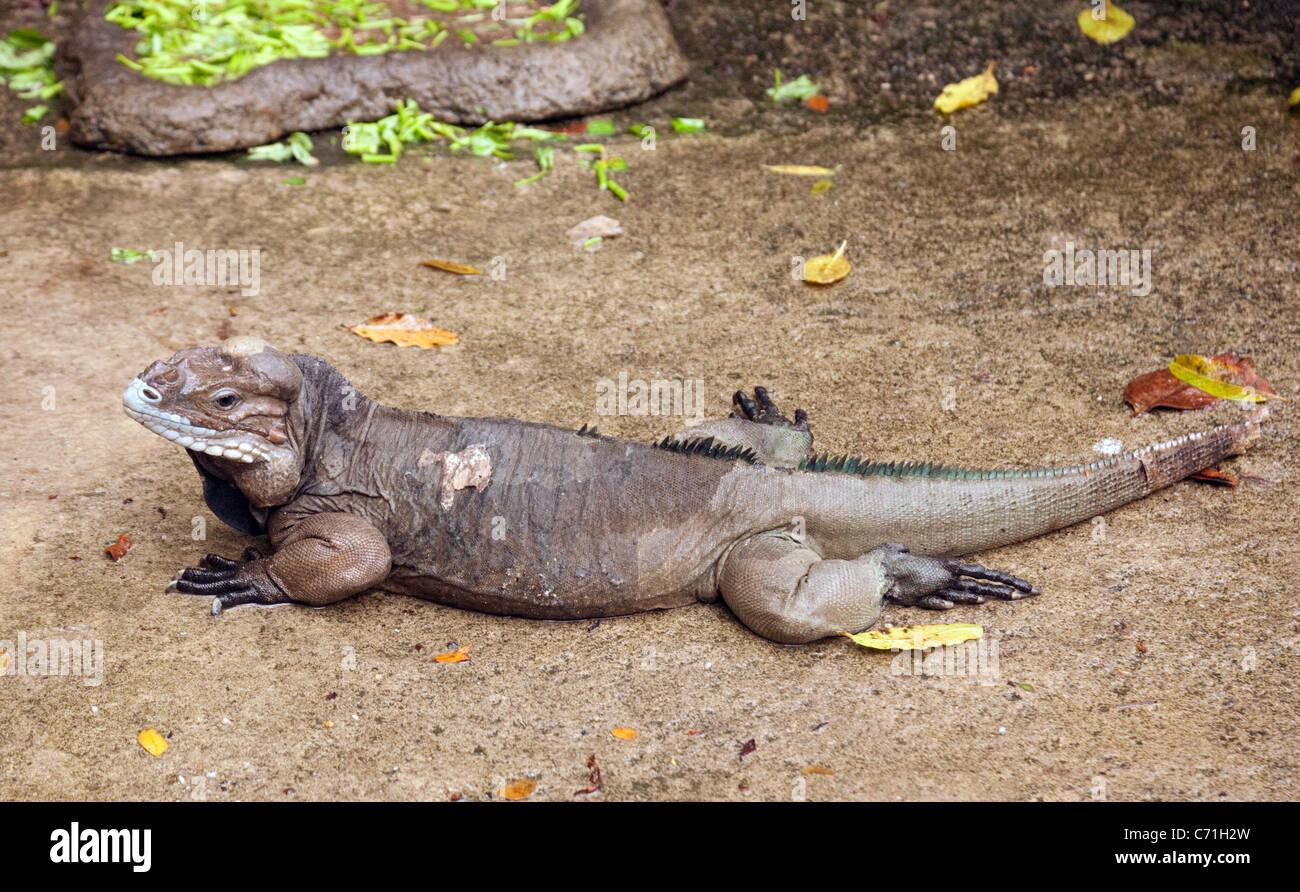 Nashorn Leguan (Cyclura Cornuta) vor allem in der Karibik gefunden; Der Zoo von Singapur Stockfoto