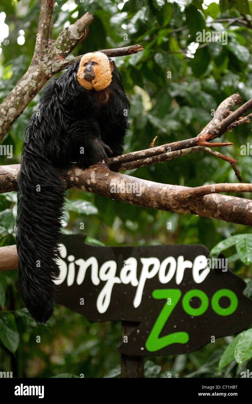 Einen weißen konfrontiert Saki Affen nahe dem Eingang zum Zoo von Singapur, Singapur Asien Stockfoto
