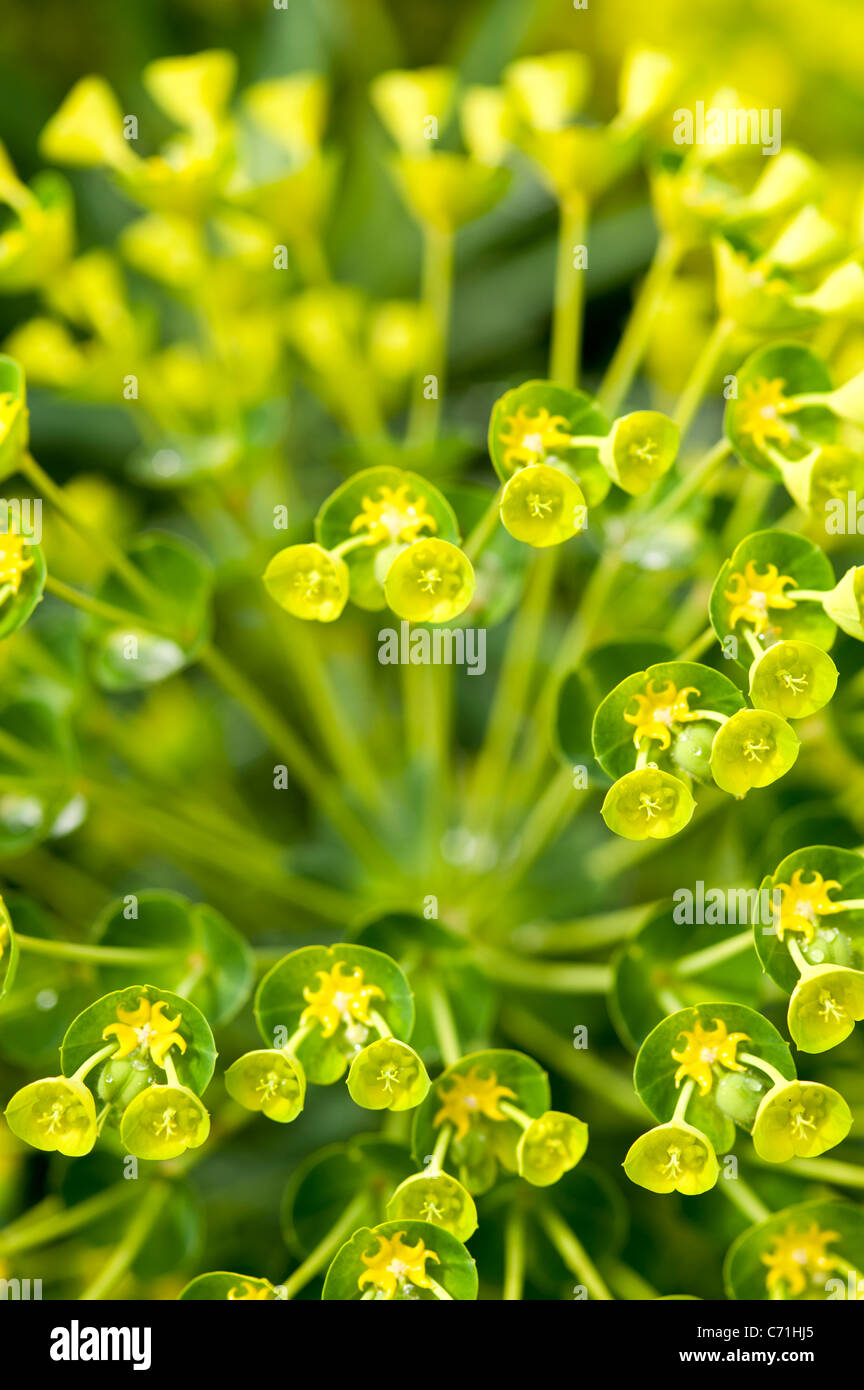 Nahaufnahme von Grün und gelb Euphorbia Pflanze im Frühjahr Stockfoto