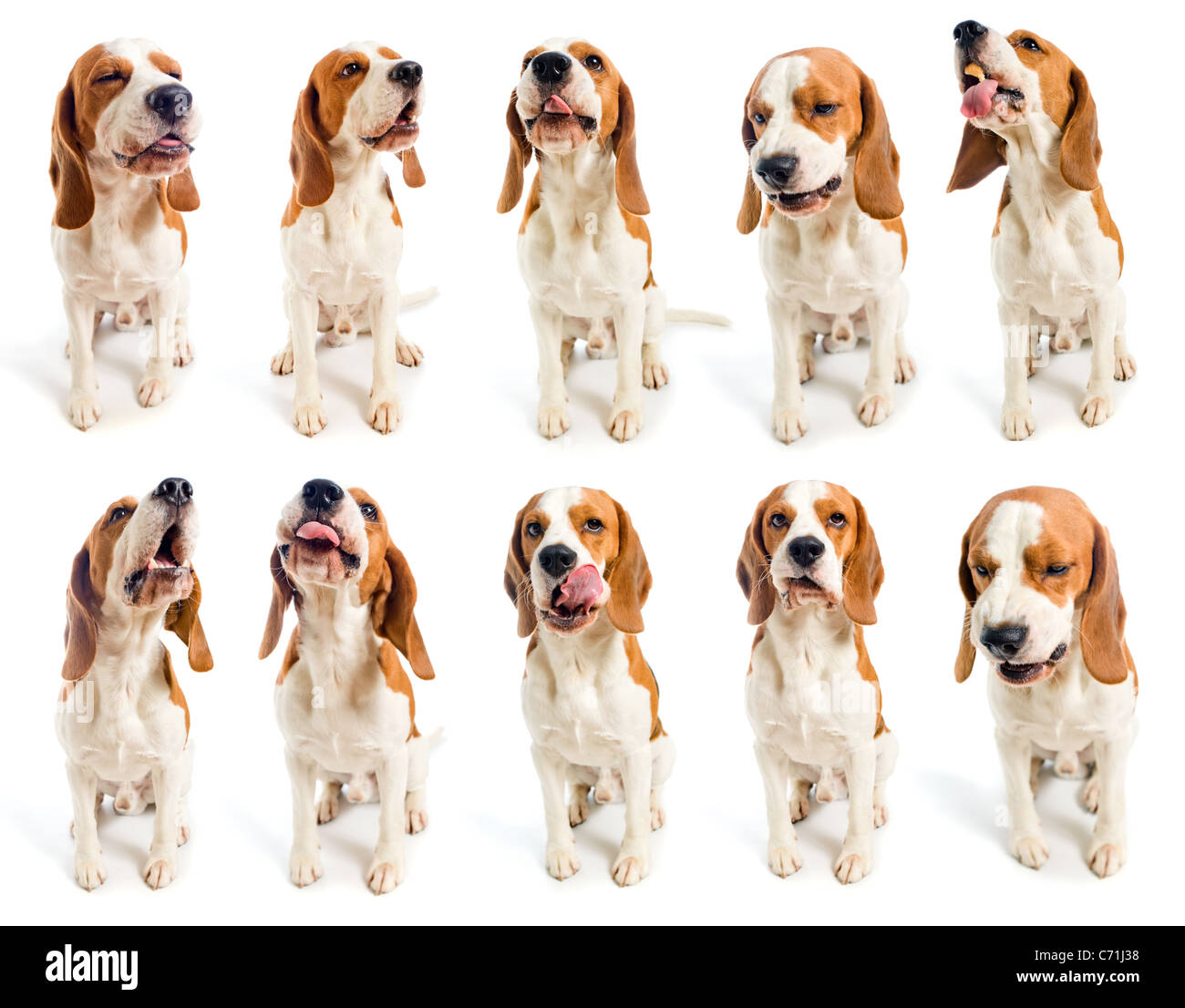 Beagle Grimassen, auf einem weißen Hintergrund. Stockfoto