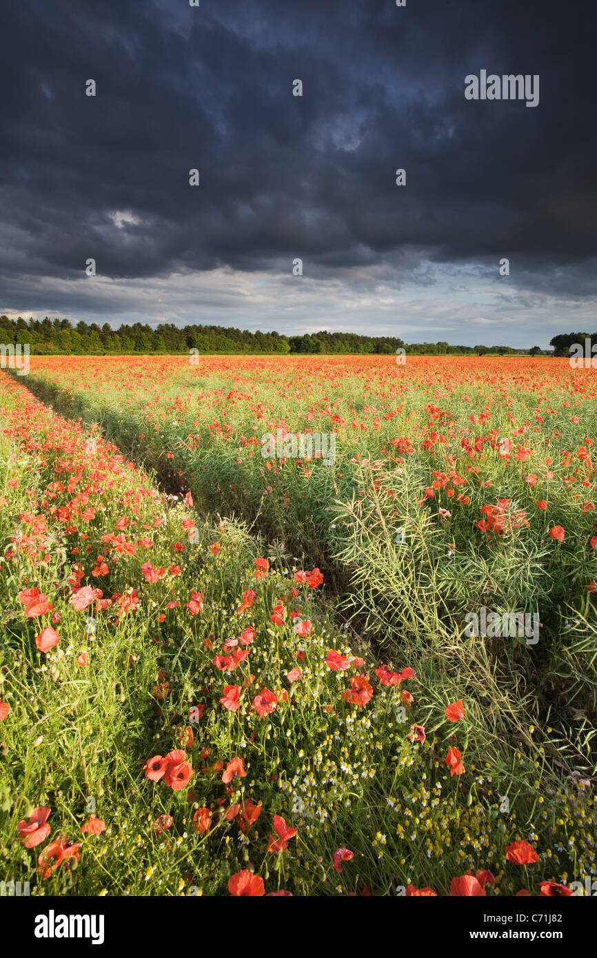 Ein Feld von Mohn in der North Lincolnshire Landschaft an einem stürmischen Sommernachmittag mit dramatischen dunkle Wolken overhead Stockfoto