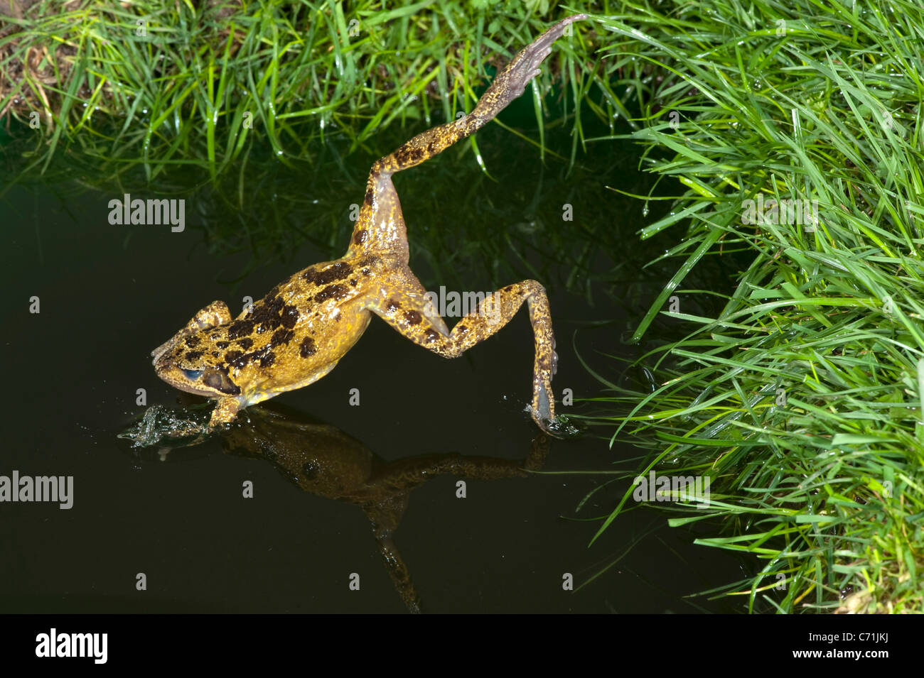 Gemeinsamen Frosch Rana Temporaria in Teich UK Stockfotografie Alamy