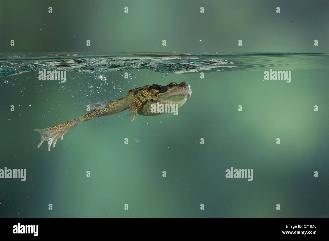 Gemeinsamen Frosch Rana Temporaria in Teich UK Stockfoto
