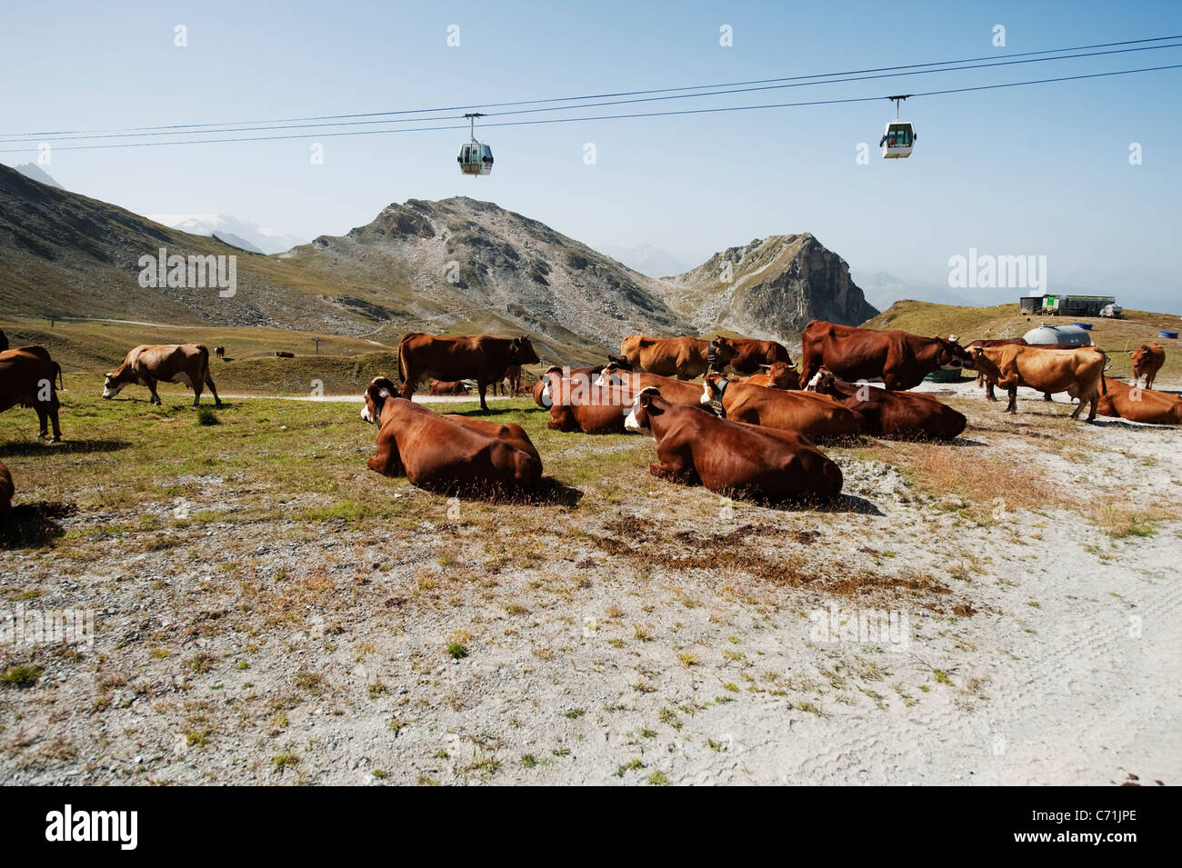 Tarentaise und Abondance Milchkühe grasen im Sommer Weide auf 8000ft in den französischen Alpen mit dem führen der Seilbahnen Stockfoto