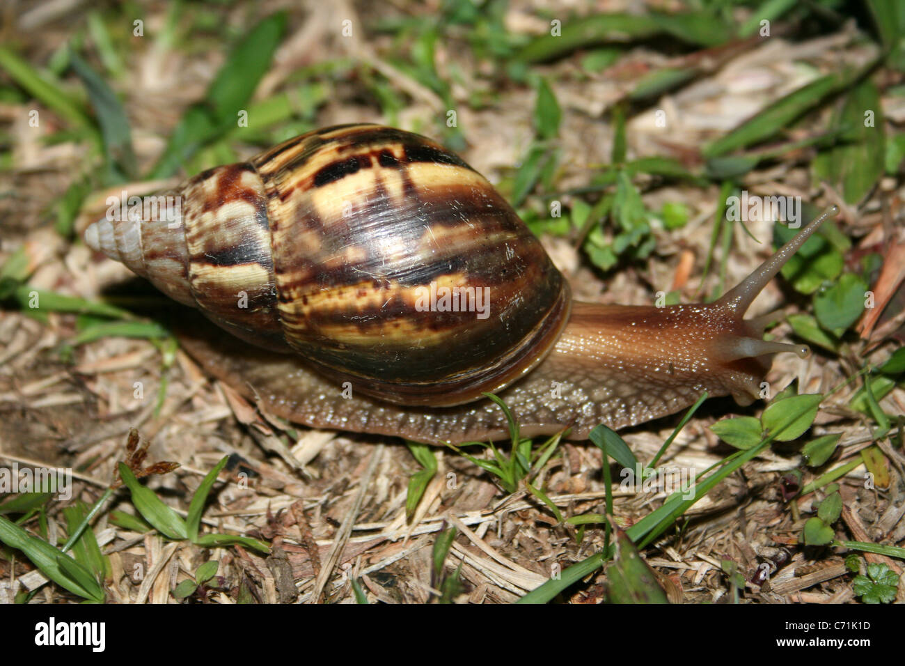 Riesigen afrikanischen Land Schnecke Achatina fulica Stockfoto