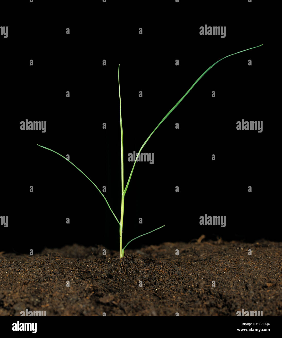 Schwarze verbogen oder rote Spitze (Agrostis Gigantea) Sämling mit zwei Blättern Stockfoto