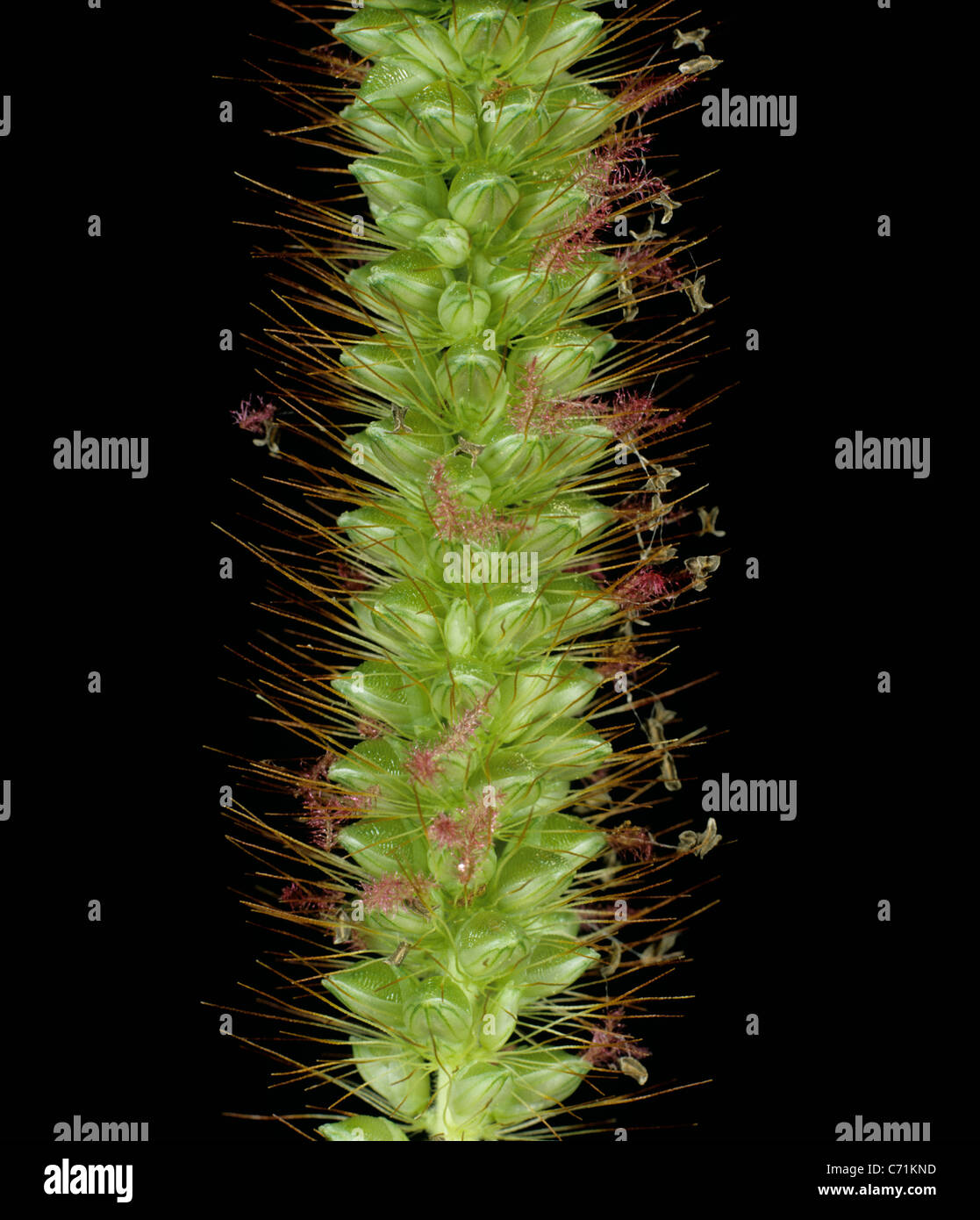 Gelbe Fuchsschwanz (Setaria Glauca) Blütenstand Stockfoto