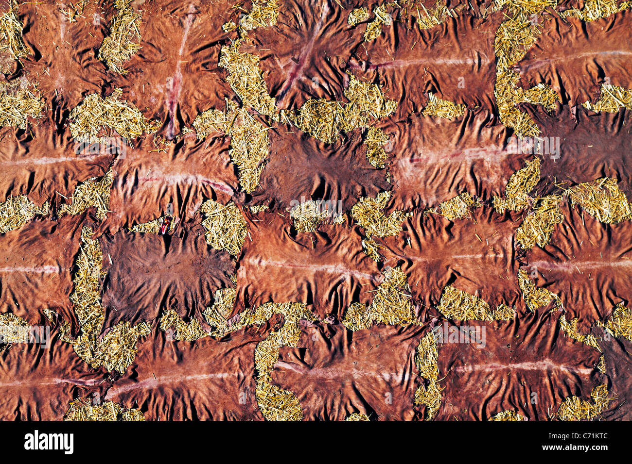 Skins, die Trocknung bei der Gerbereien in Fes, Marokko, Nordafrika Stockfoto