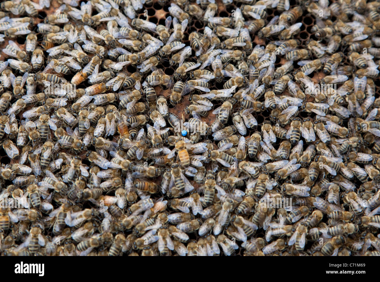 Bienenstöcke auf Dach Fortnum & Mason, London - Queen Bee mit blauen Punkt in der Mitte der Bienen auf einer Honigwabe Stockfoto Bienenstöcke auf Dach Fortnum & Mason, London - Queen Bee mit blauen Punkt in der Mitte der Bienen auf einer Honigwabe Stockfoto