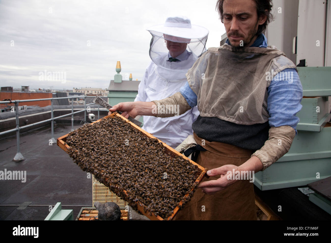 Bienenstöcke auf Dach Fortnum & Mason, London - Imker Steve Benbow und Assistent Inspektion Bienen auf einer Honigwabe Stockfoto Bienenstöcke auf Dach Fortnum & Mason, London - Imker Steve Benbow und Assistent Inspektion Bienen auf einer Honigwabe Stockfoto