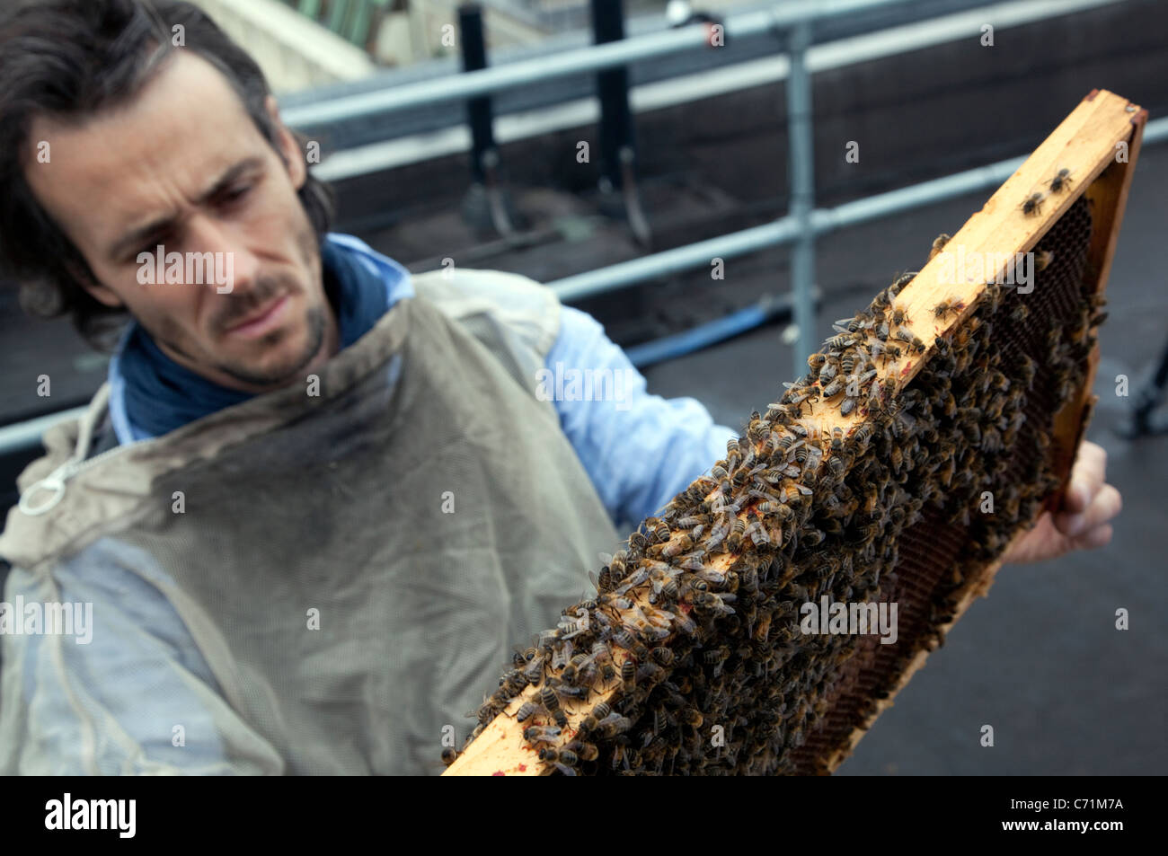 Bienenstöcke auf Dach Fortnum & Mason, London - inspiziert Imker Steve Benbow Bienen auf einer Honigwabe Stockfoto Bienenstöcke auf Dach Fortnum & Mason, London - inspiziert Imker Steve Benbow Bienen auf einer Honigwabe Stockfoto