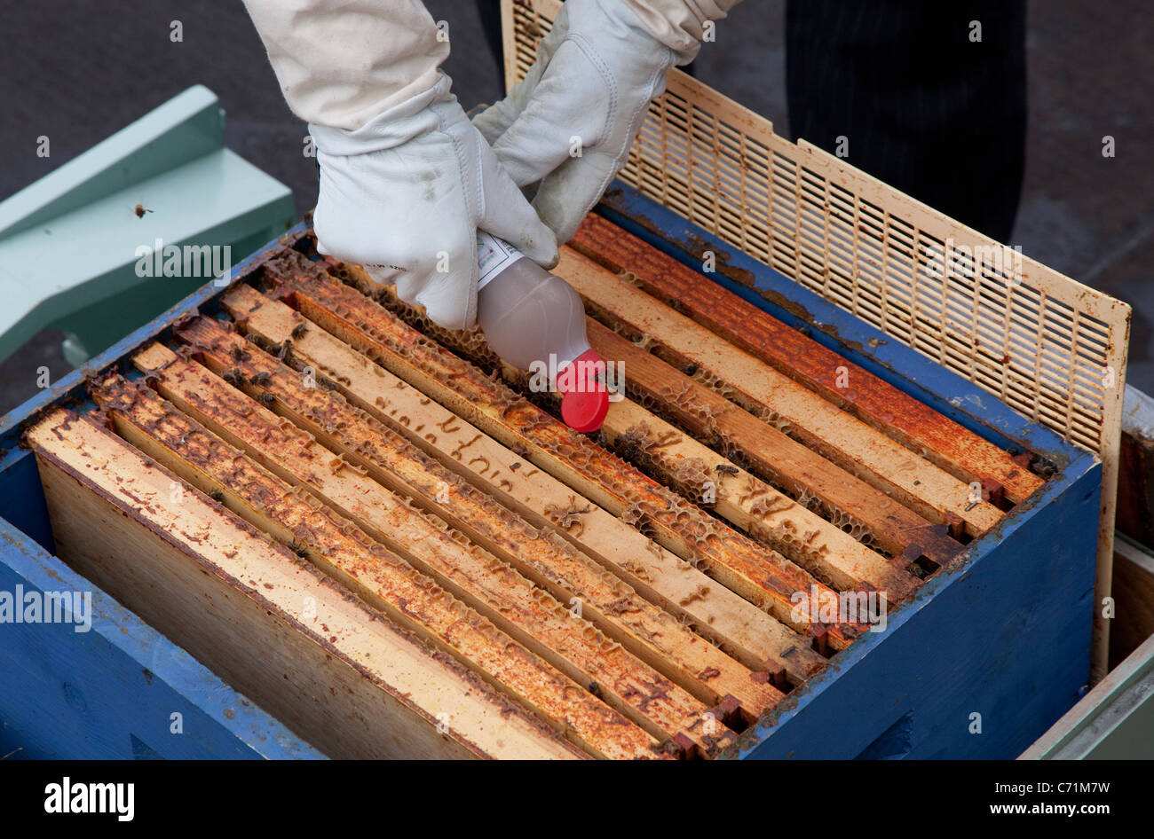 Bienenstöcke auf Dach Fortnum & Mason, London - Behandlung zur Vorbeugung von Krankheiten Stockfoto