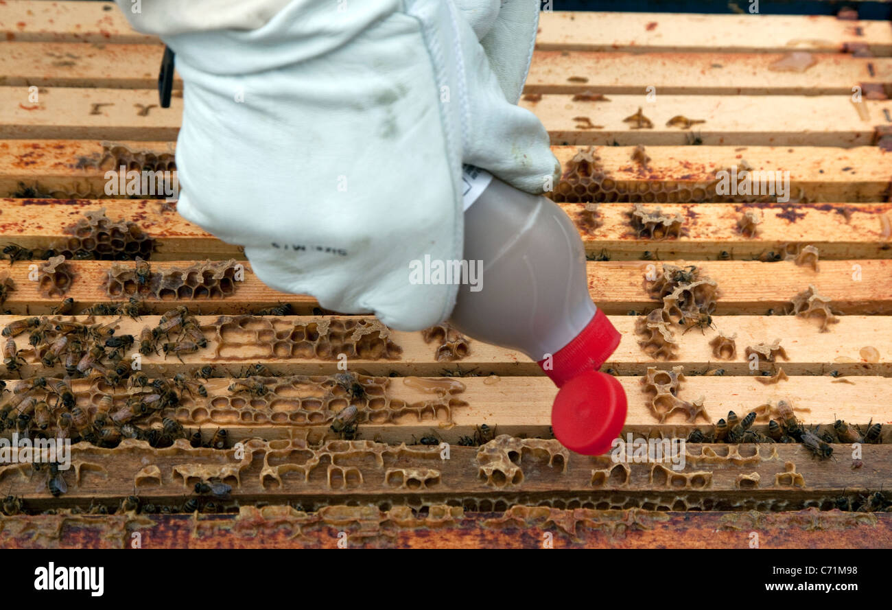 Bienenstöcke auf Dach Fortnum & Mason, London - Behandlung zur Vorbeugung von Krankheiten Stockfoto Bienenstöcke auf Dach Fortnum & Mason, London - Behandlung zur Vorbeugung von Krankheiten Stockfoto