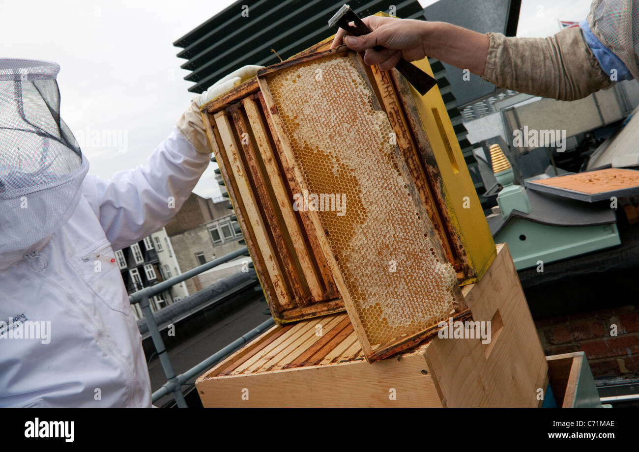 Bienenstöcke auf Dach Fortnum & Mason, London - Waben reif für die Ernte zu entfernen Stockfoto Bienenstöcke auf Dach Fortnum & Mason, London - Waben reif für die Ernte zu entfernen Stockfoto