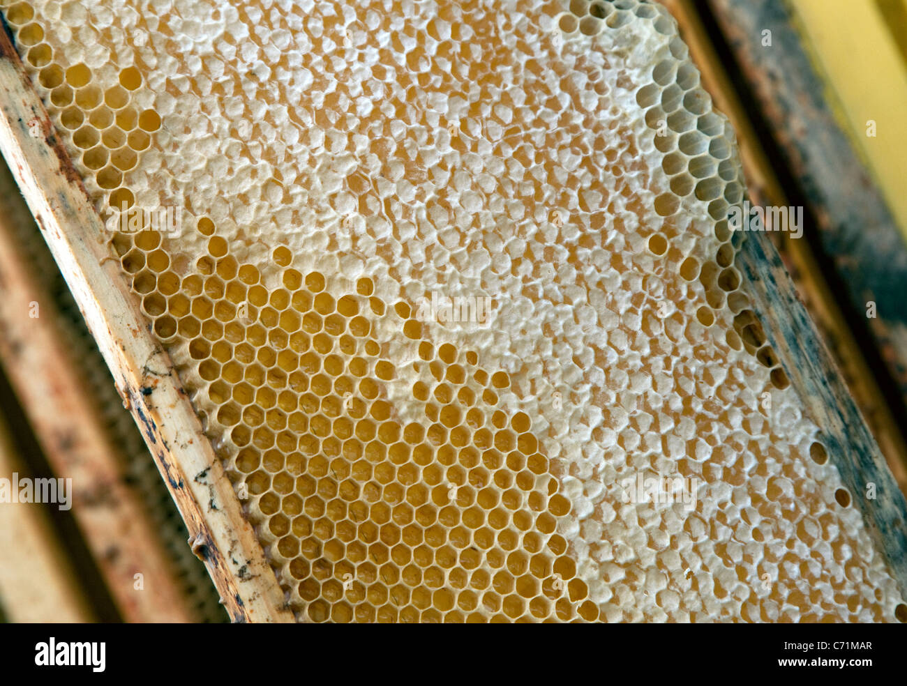 Bienenstöcke auf Dach Fortnum & Mason, London - Nahaufnahme von Waben reif für die Ernte Stockfoto Bienenstöcke auf Dach Fortnum & Mason, London - Nahaufnahme von Waben reif für die Ernte Stockfoto
