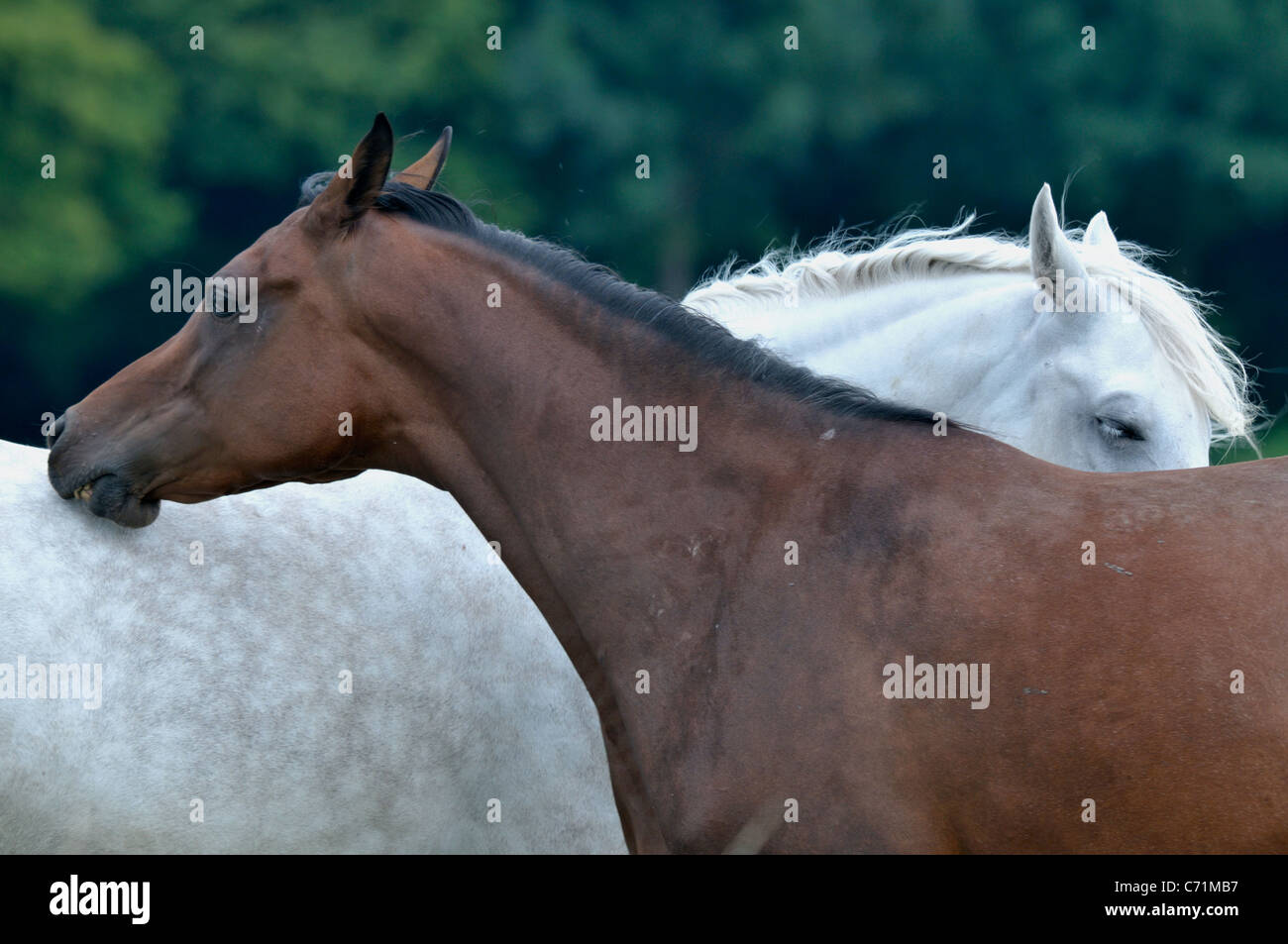 Stuten reinen arabischen Blutes spielen auf den Weiden. Stockfoto