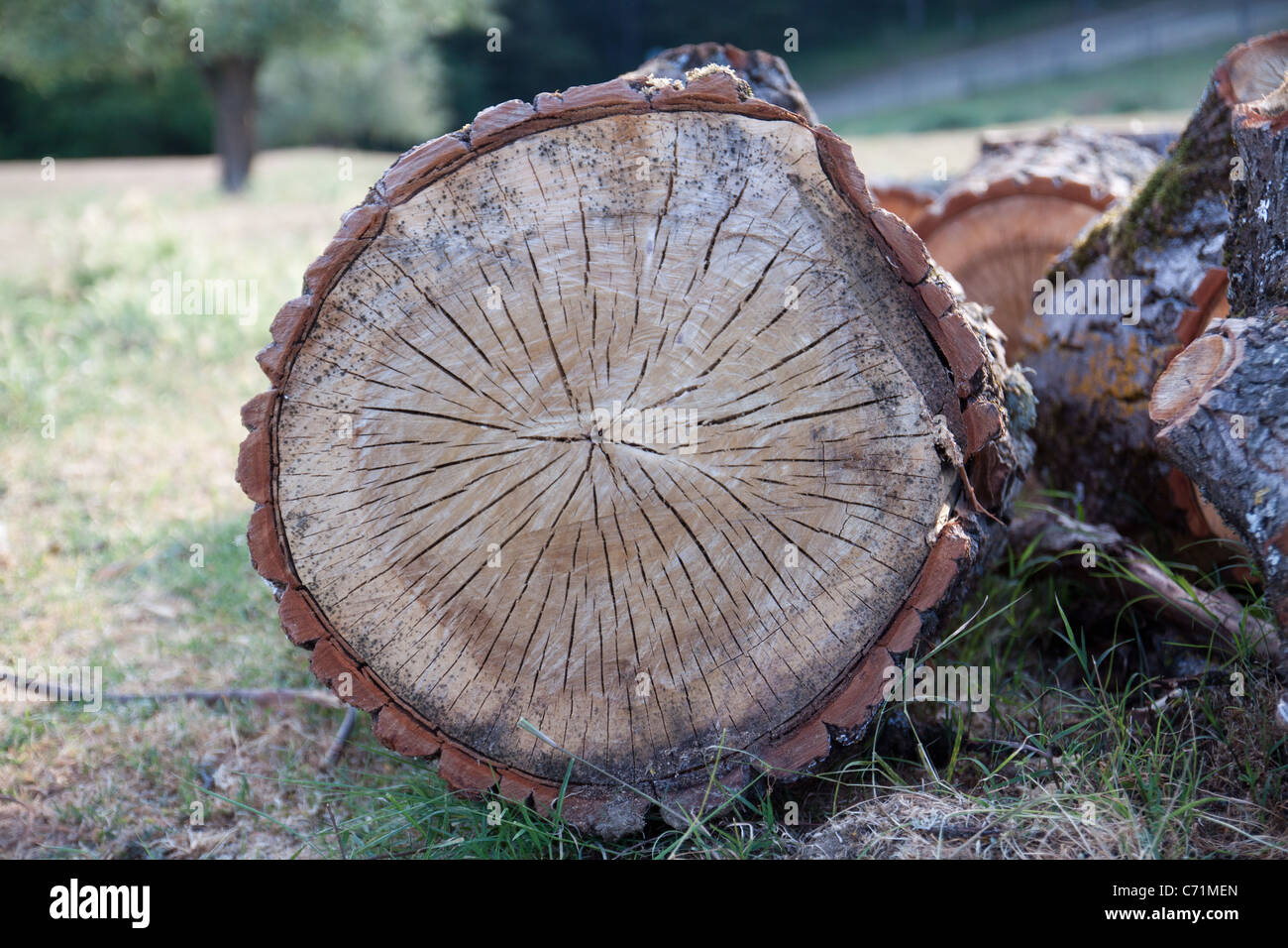 Gebrochenen Baum mit internen Seele ausgesetzt Stockfoto