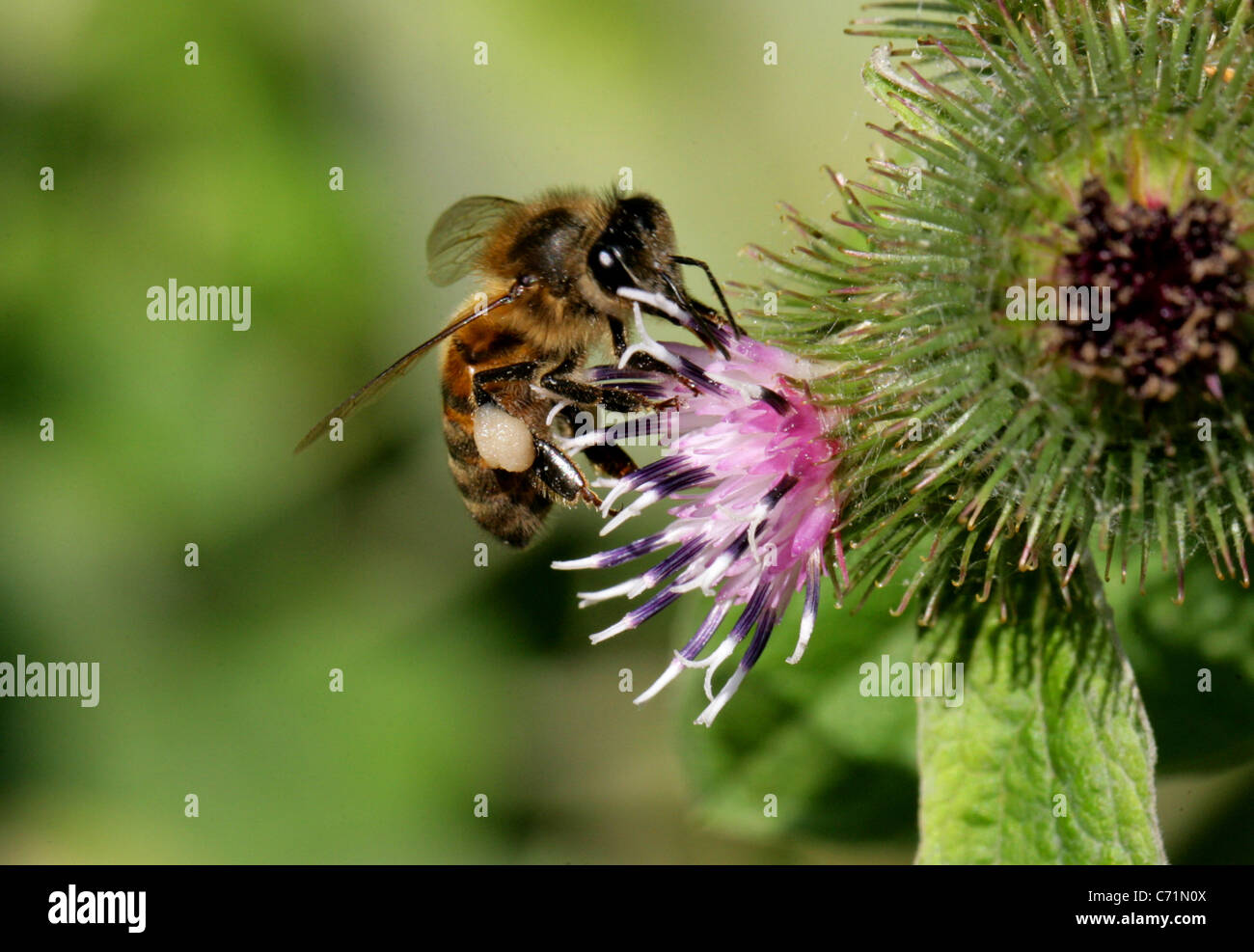 Europäische oder westliche Honigbiene, Apis Mellifera, Apinae, Apidae, Taillenwespen, Hymenoptera Syn Apis Mellifica Stockfoto