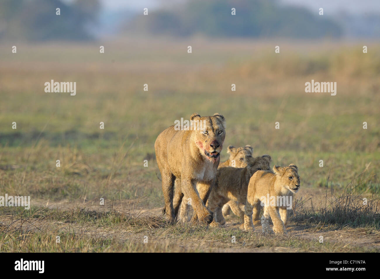 Nach der Jagd mit jungen Löwin. Die Löwin mit einem blutigen Maulkorb zurückgekehrt von der Jagd auf die Kinder zu jungen Löwen. Stockfoto