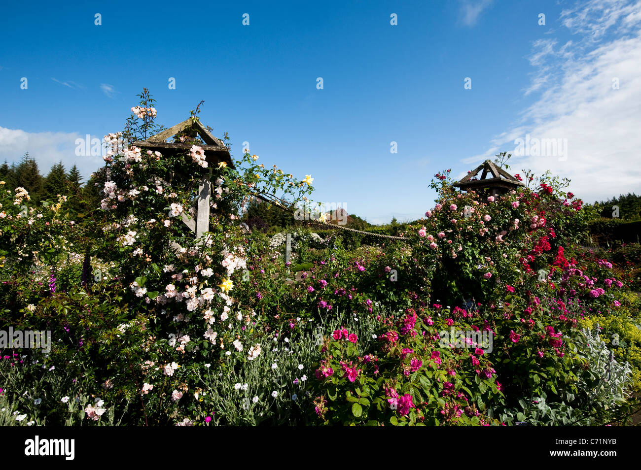 Der Strauch Rosengarten im Juni, RHS Rosemoor, Devon, England, Vereinigtes Königreich Stockfoto