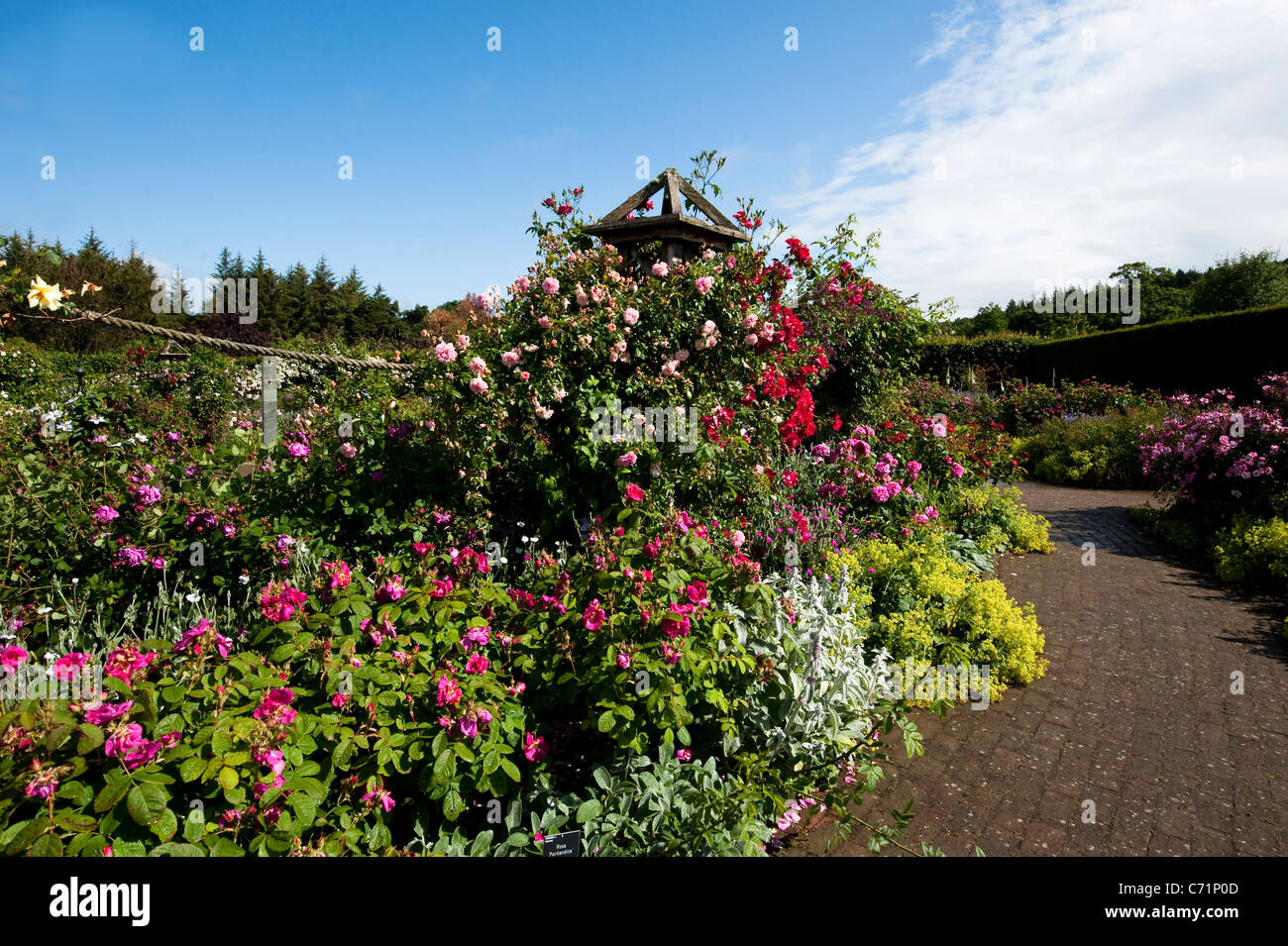 Der Strauch Rosengarten im Juni, RHS Rosemoor, Devon, England, Vereinigtes Königreich Stockfoto
