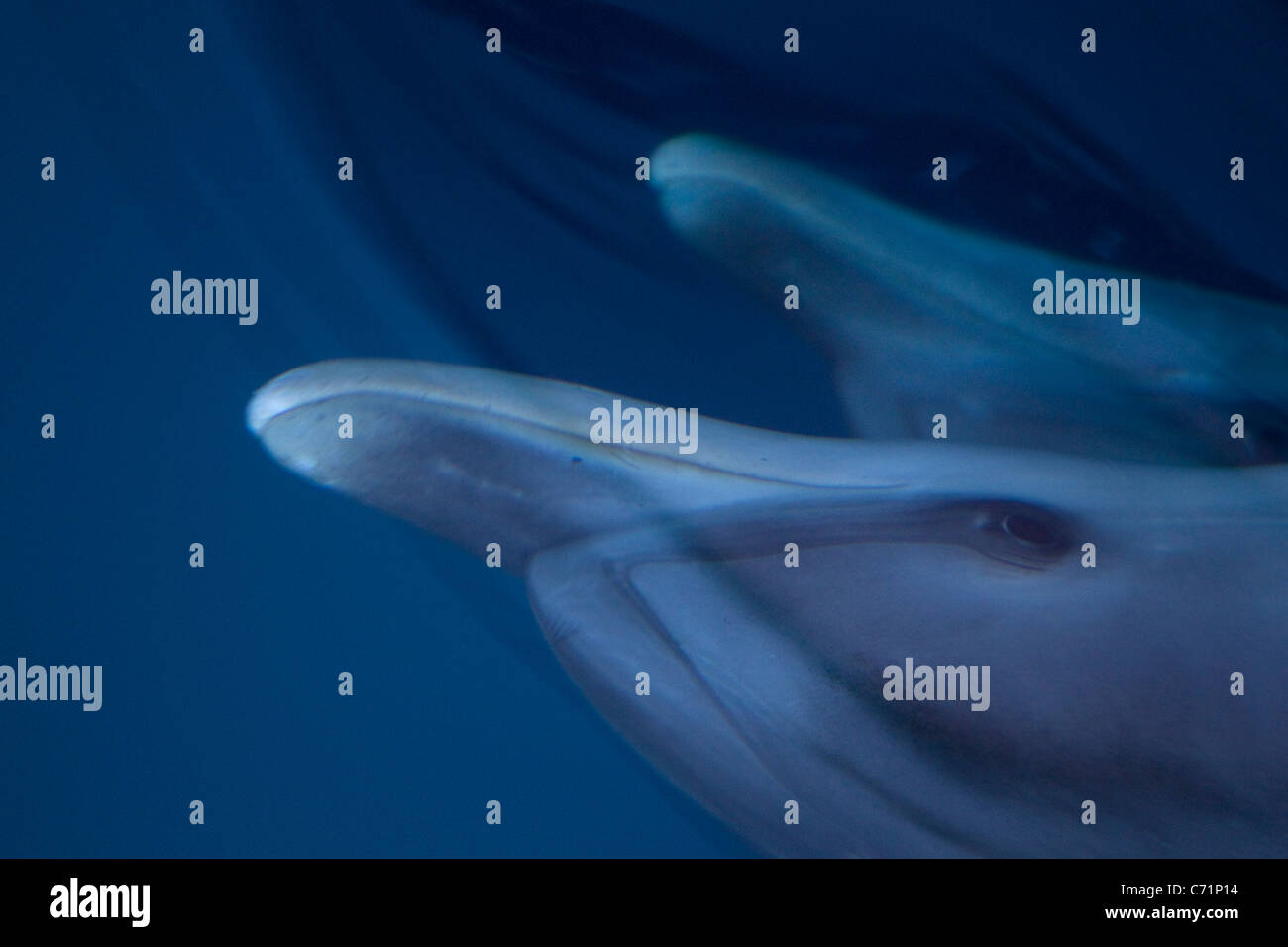 Zwei Fleckendelfine, Stenella Attenuata, Schwimmen unter Wasser im Ozean, Atlantik entdeckt Delphin Stockfoto