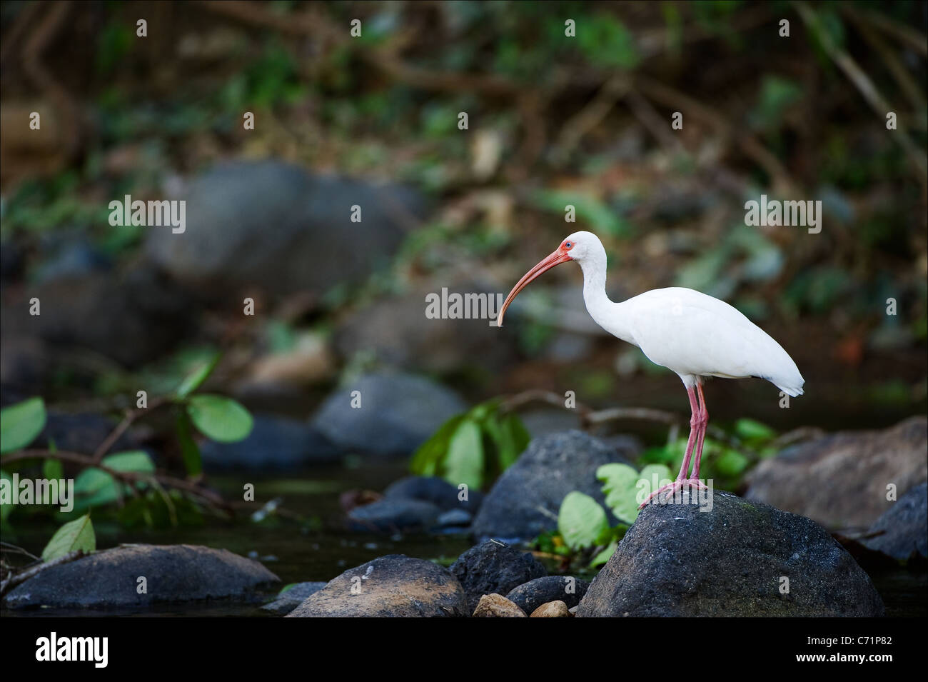 Ibis auf einem Stein. Die amerikanische weiße Ibis Kosten auf einem Stein am kleinen Fluss im Wald. Stockfoto Ibis auf einem Stein. Die amerikanische weiße Ibis Kosten auf einem Stein am kleinen Fluss im Wald. Stockfoto