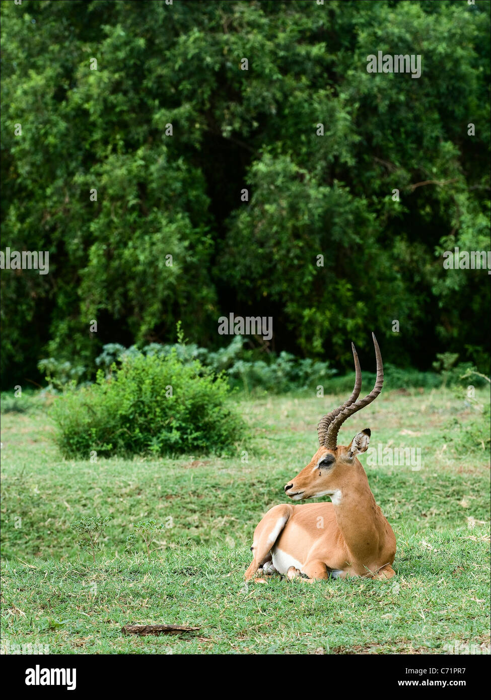 Die Impala hat eine Pause. Die Impala eine Antilope liegt auf einer grünen Wiese und hat eine Pause. Stockfoto