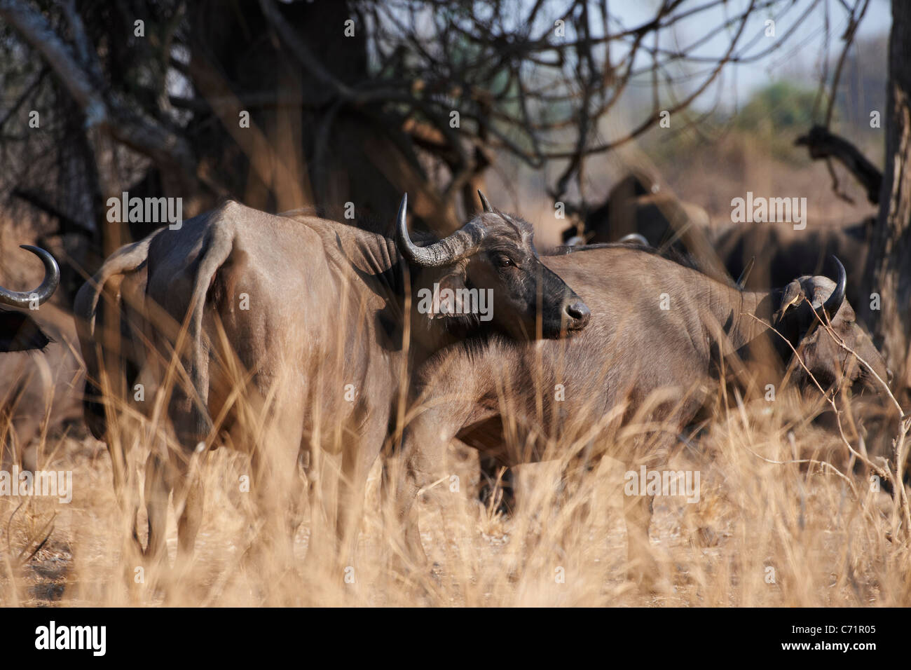 Afrikanischer Büffel, Syncerus Caffer, South Luangwa Nationalpark, Sambia, Afrika Stockfoto