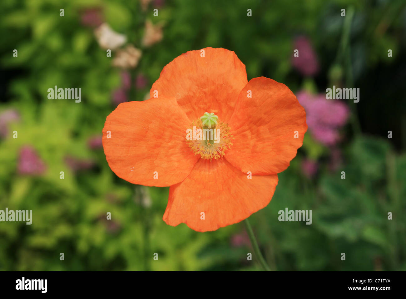 Orange Mohn Blume mit Schwerpunkt Blüten im Hintergrund Stockfoto