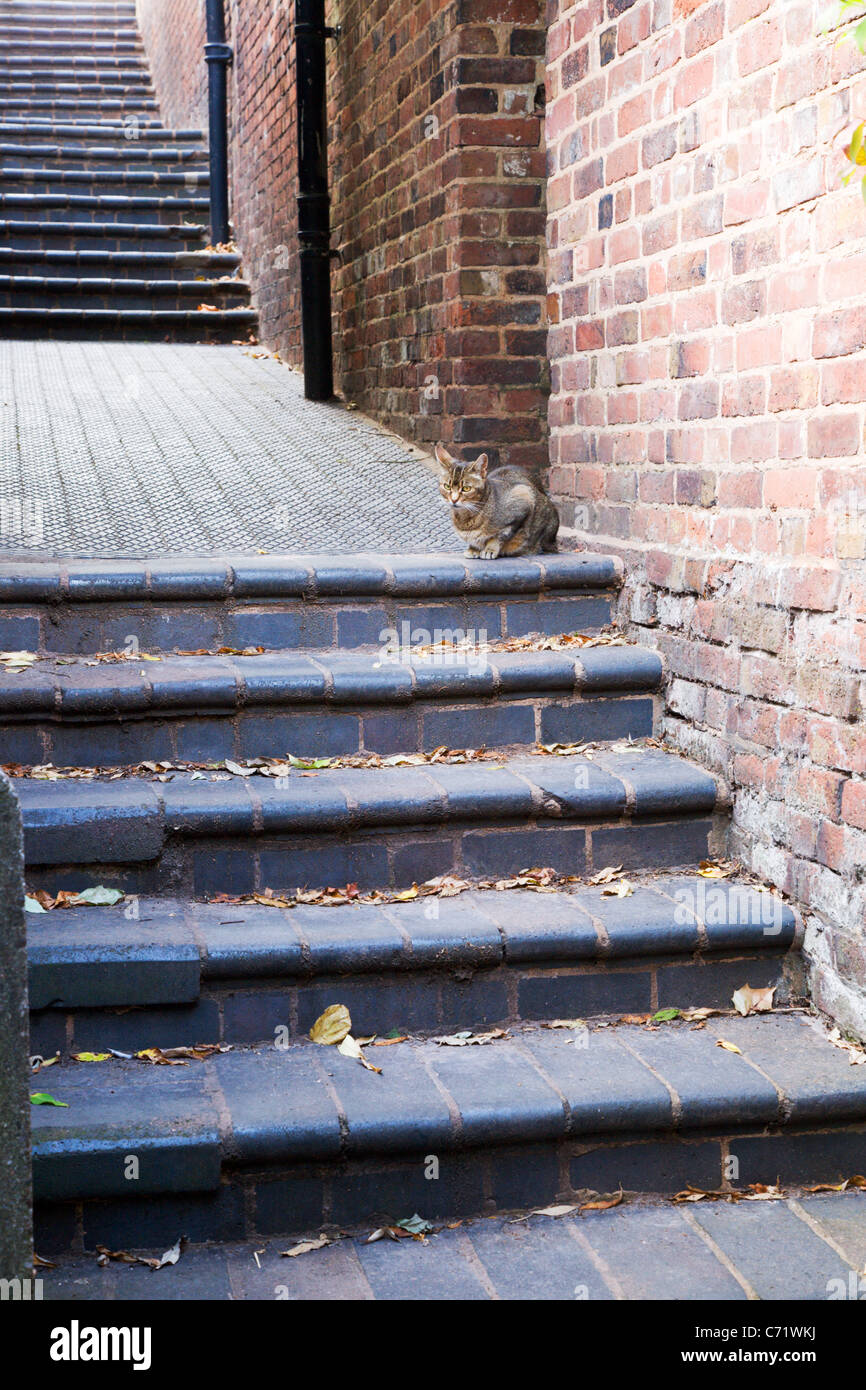 Katze auf St Leonards Schritte Bridgnorth Shropshire England Stockfoto