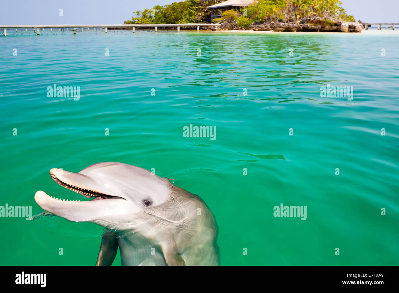 Delphin lächelnd auf Wasseroberfläche vor Insel Cay. Stockfoto