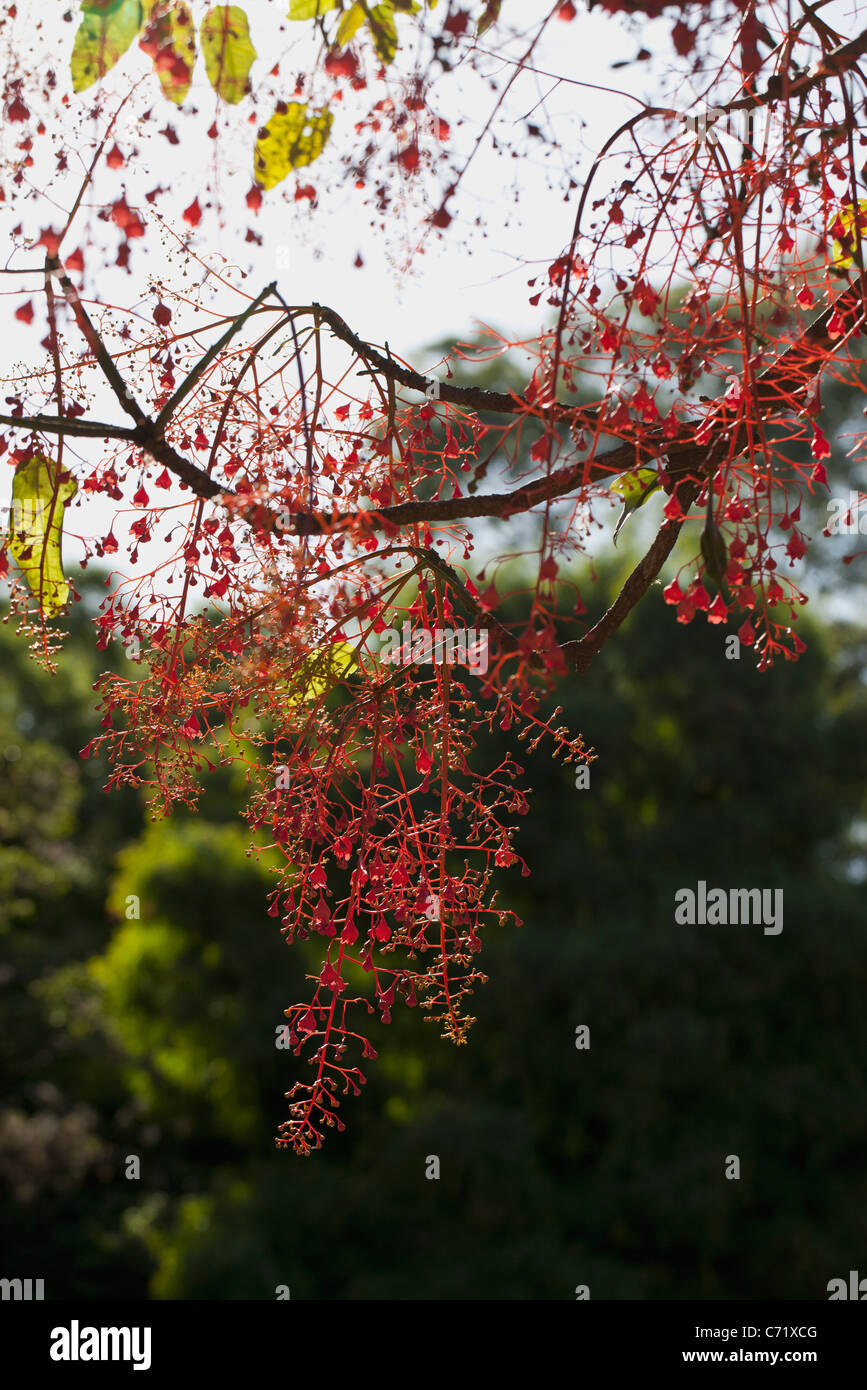 Baum mit reichlich rote Früchte, niedrigen Winkel Ansicht Stockfoto