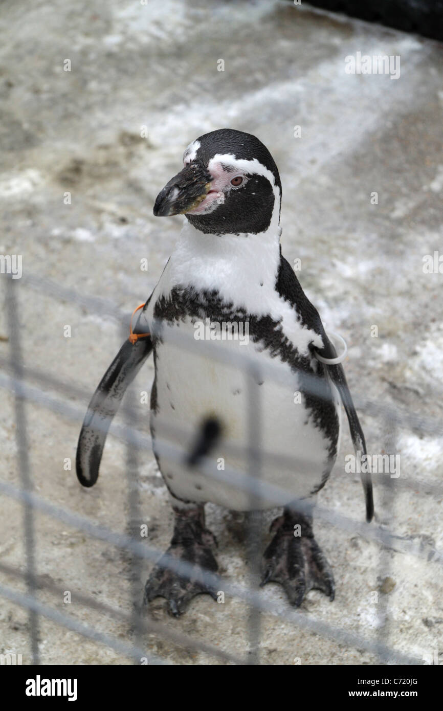 Humboldt-Pinguin Marwell Wildlife Park Colden gemeinsame Winchester Hants SO21 1JH Vereinigtes Königreich Stockfoto