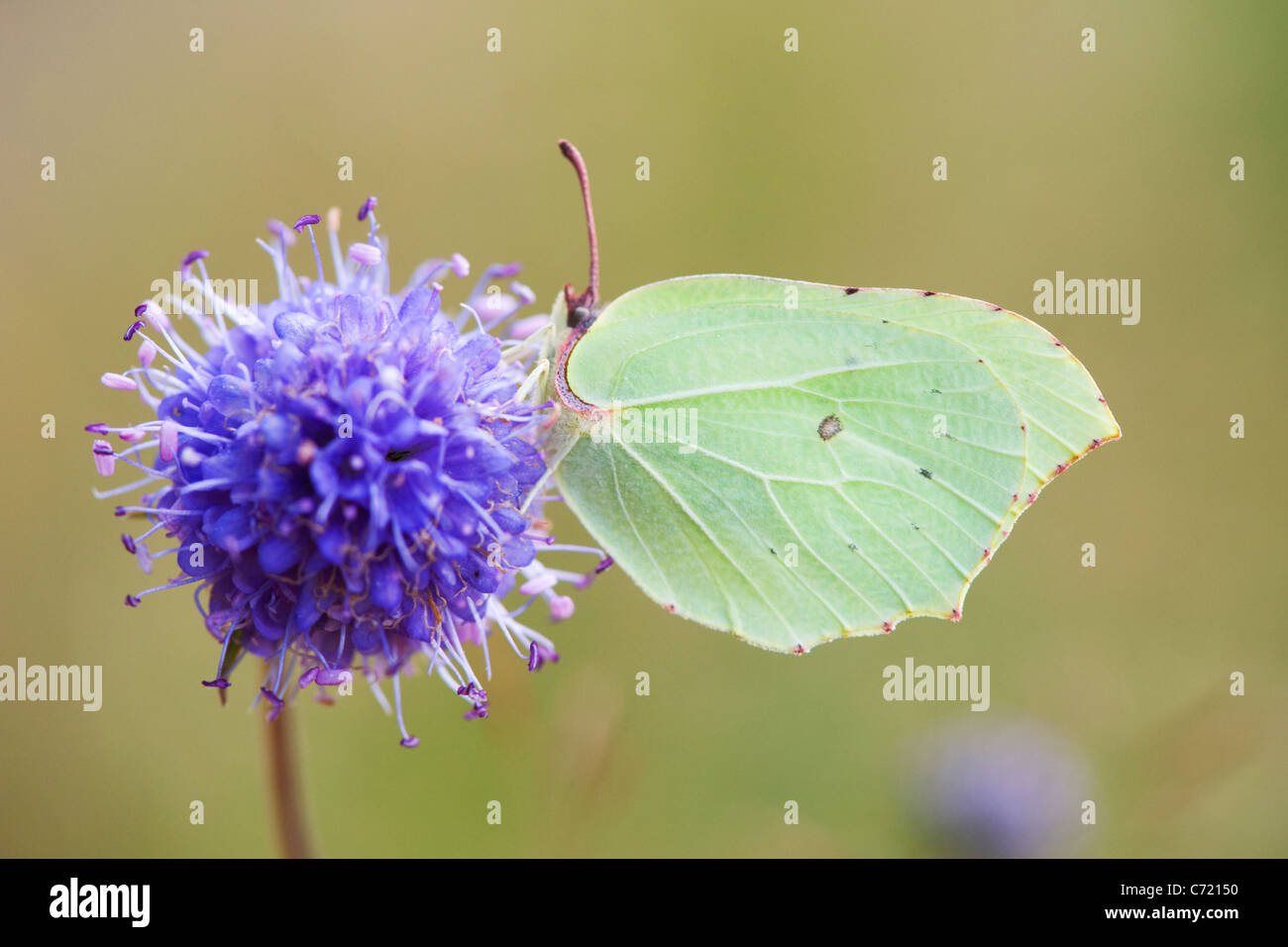 Schmetterling Zitronenfalter (Gonepteryx Rhamni) Stockfoto