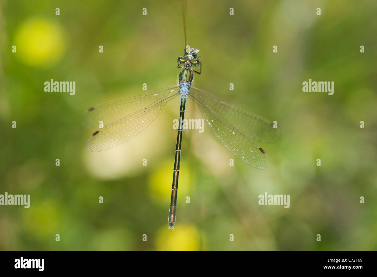 Emerald Damselfly oder gemeinsame Spreadwing (Lestes Sponsa) Stockfoto